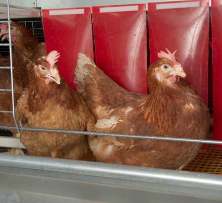 Nesting Boxes
