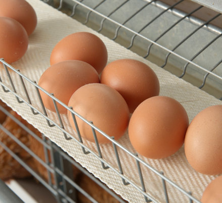 Eggs on their way to the collection room