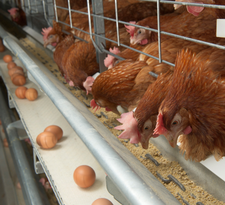 Automatic Feeding System