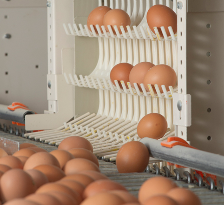 Egg Conveyor System